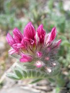 Image of Mountain Kidney Vetch