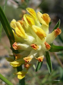 Слика од Anthyllis vulneraria L.