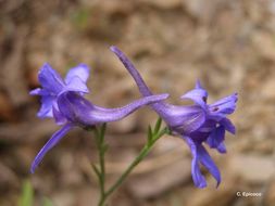 Image of forking larkspur