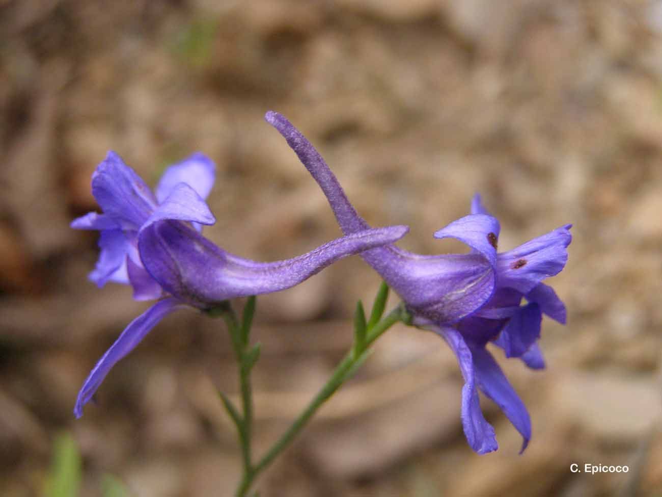 Image of forking larkspur