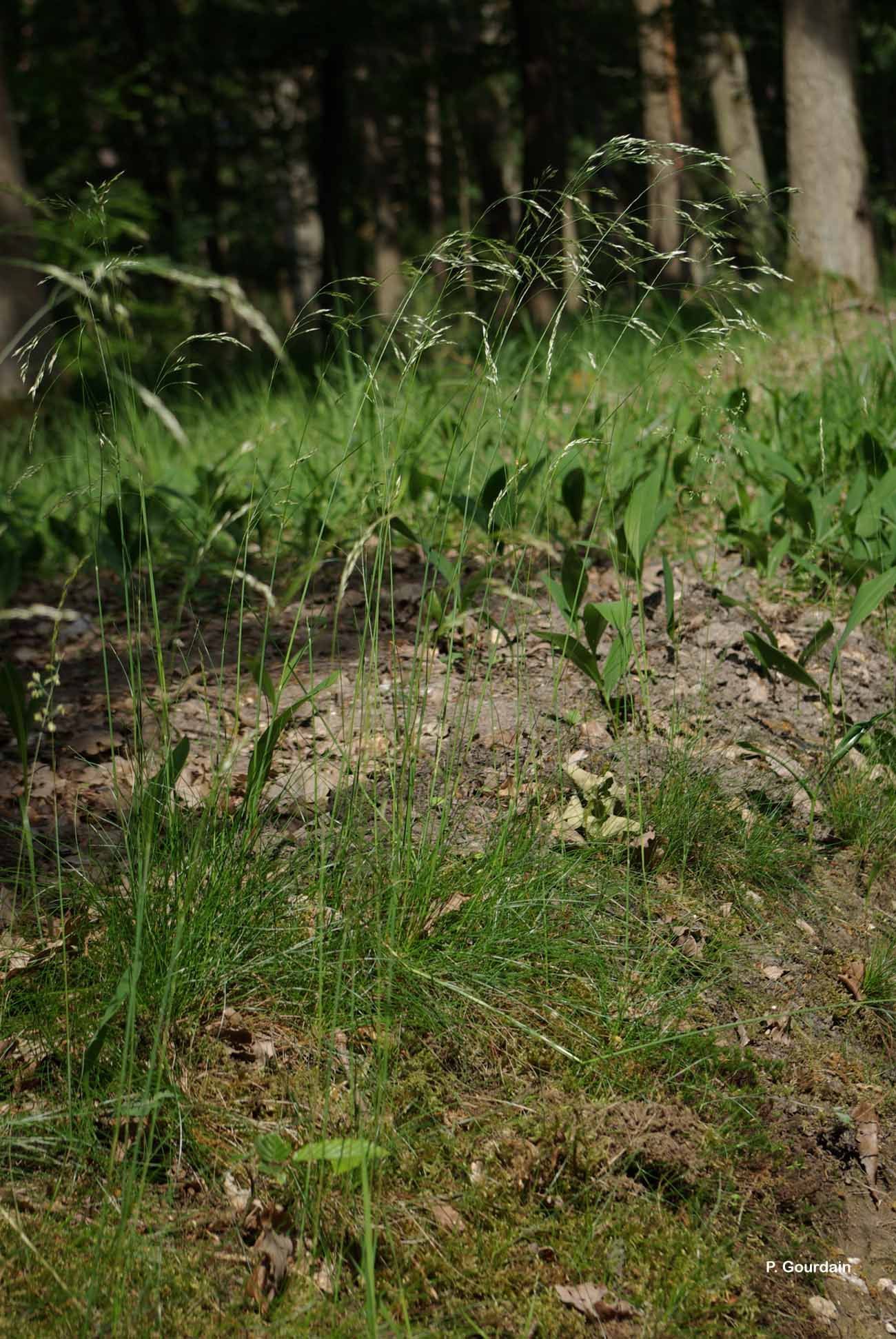 Image of <i>Deschampsia flexuosa</i> (L.) Trin.