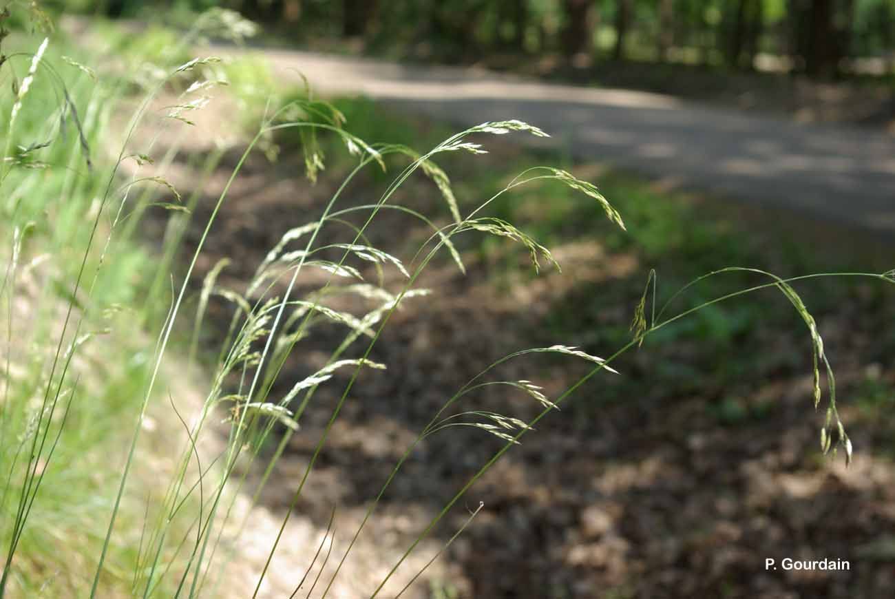 Image of <i>Deschampsia flexuosa</i> (L.) Trin.