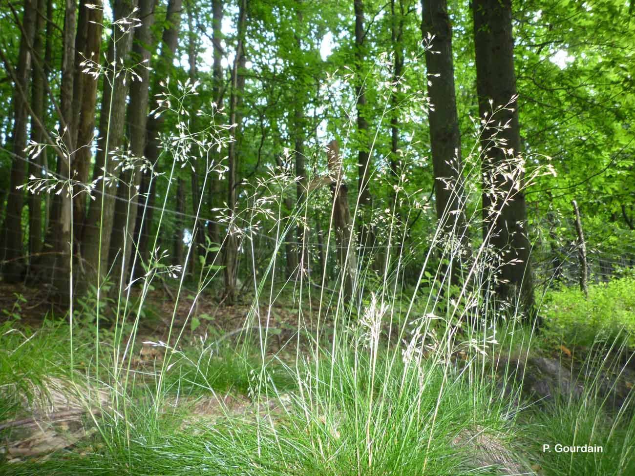 Image of <i>Deschampsia flexuosa</i> (L.) Trin.