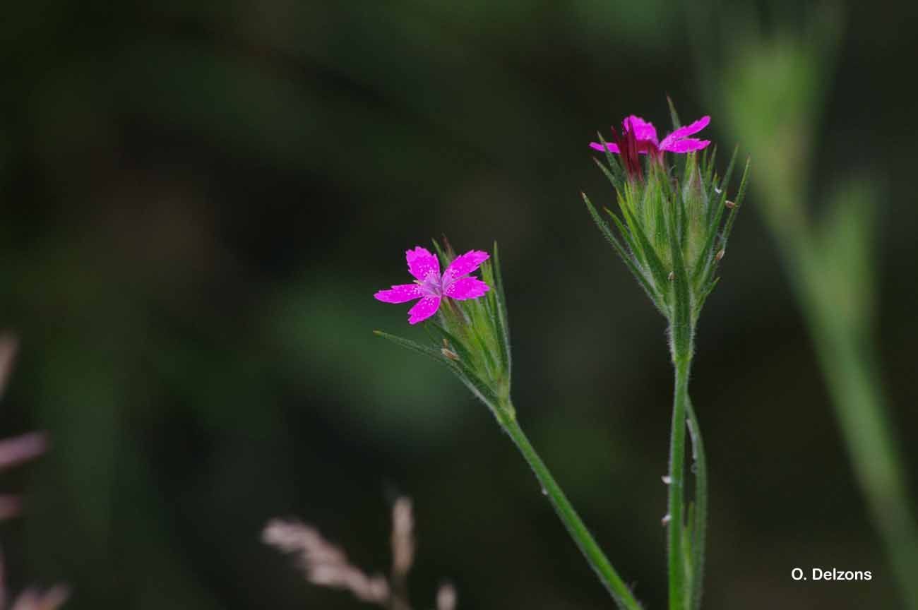 Image of Deptford Pink