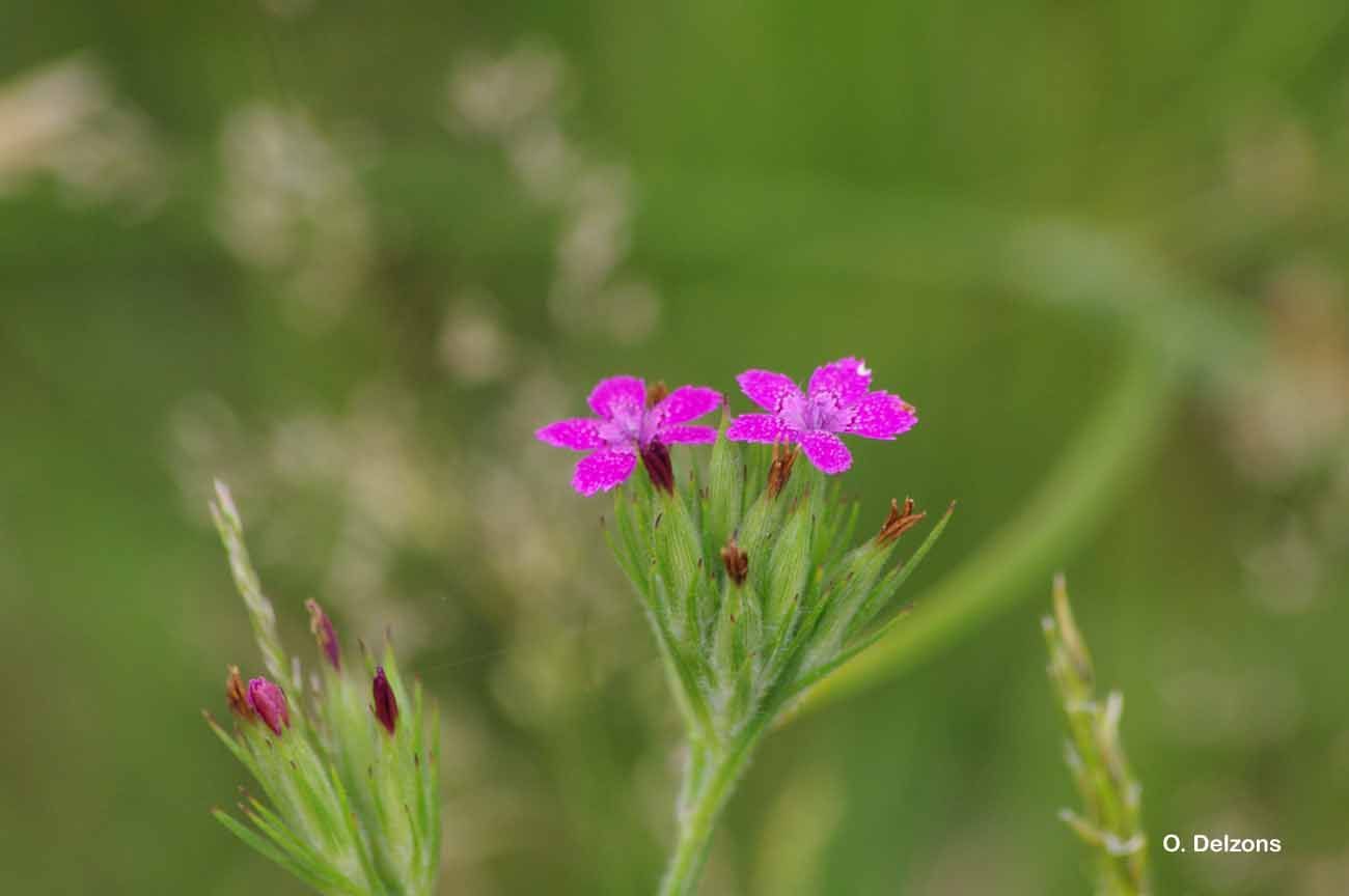 Image of Deptford Pink