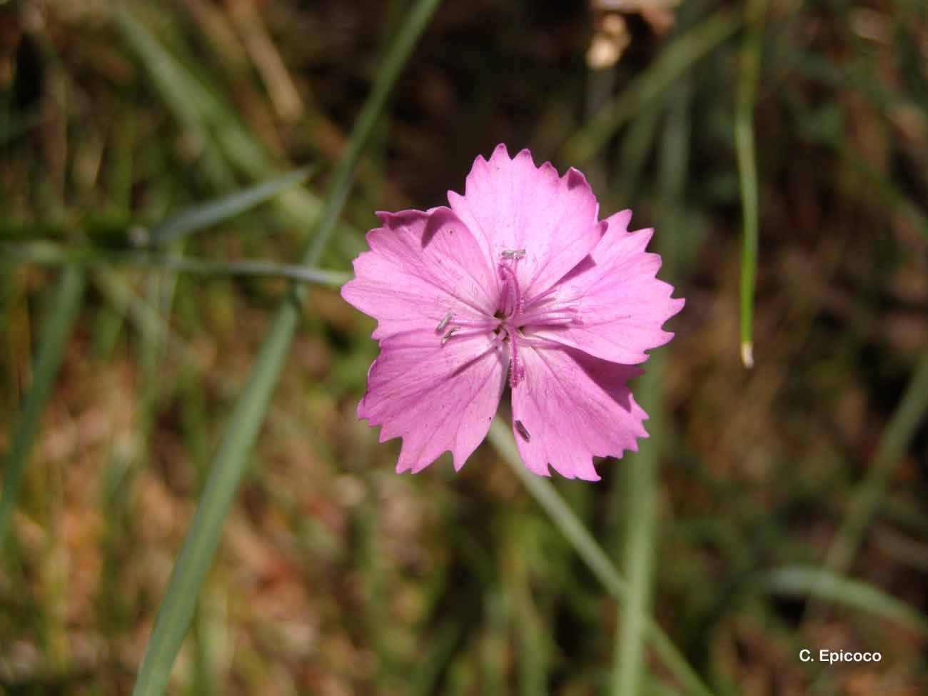 Image of Deptford Pink