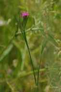 Image of Deptford Pink