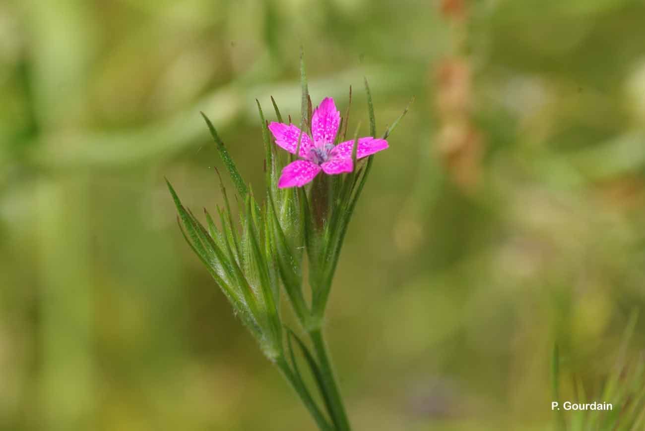 Image of Deptford Pink