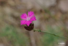 Image of carthusian pink