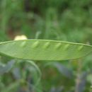 Lathyrus annuus L. resmi