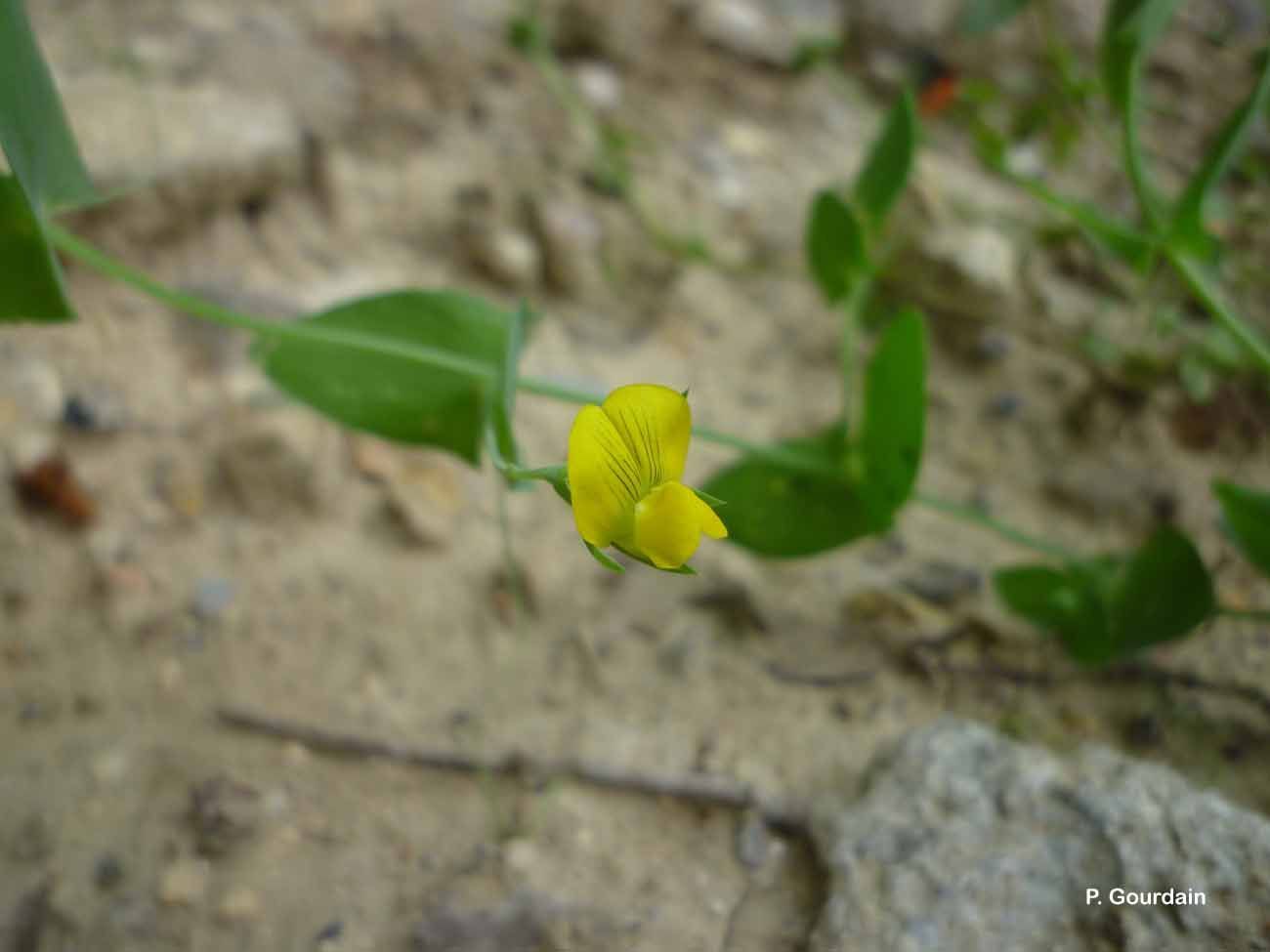 Image of yellow pea