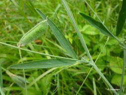 Plancia ëd Lathyrus hirsutus L.