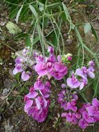 Image of Everlasting pea