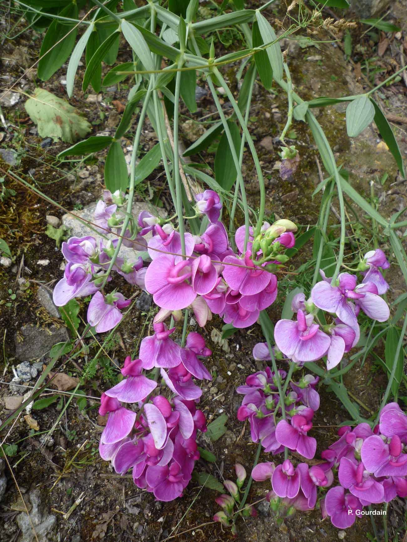 Image of Everlasting pea