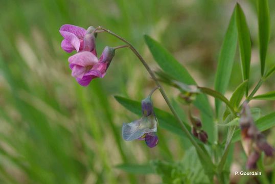 Imagem de Lathyrus linifolius (Reichard) Bassler