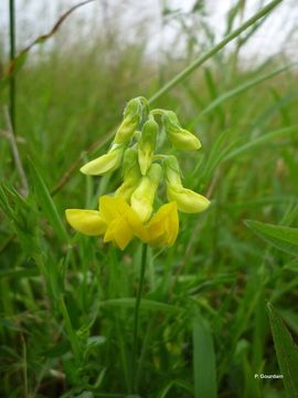 Слика од Lathyrus pratensis L.