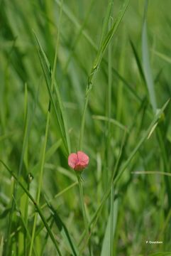 Lathyrus sphaericus Retz. resmi