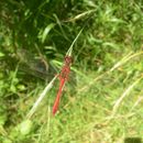 Image of <i>Sympetrum sanguineum</i> Müller 1764