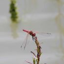 Sympetrum fonscolombii (Selys 1840) resmi