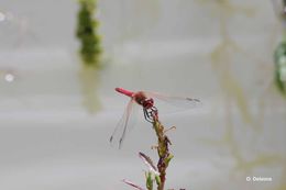 Image of Red-veined Darter