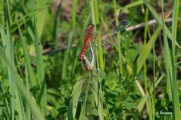 Image of Red-veined Darter