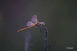 Image of Red-veined Darter