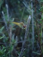 Image of Red-veined Darter