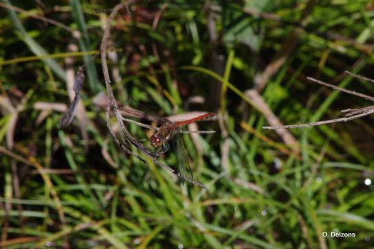 Image of Common Darter