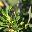 Leucorrhinia dubia (Vander Linden 1825) resmi