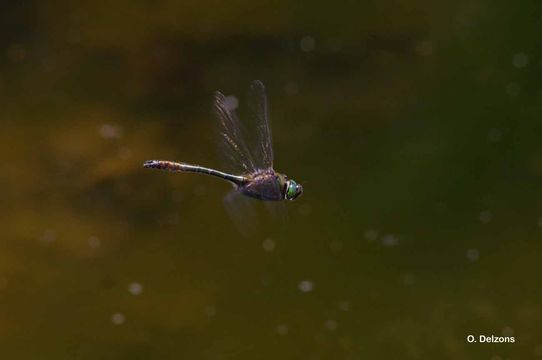 Image of Downy Emerald