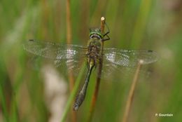 Image of Downy Emerald