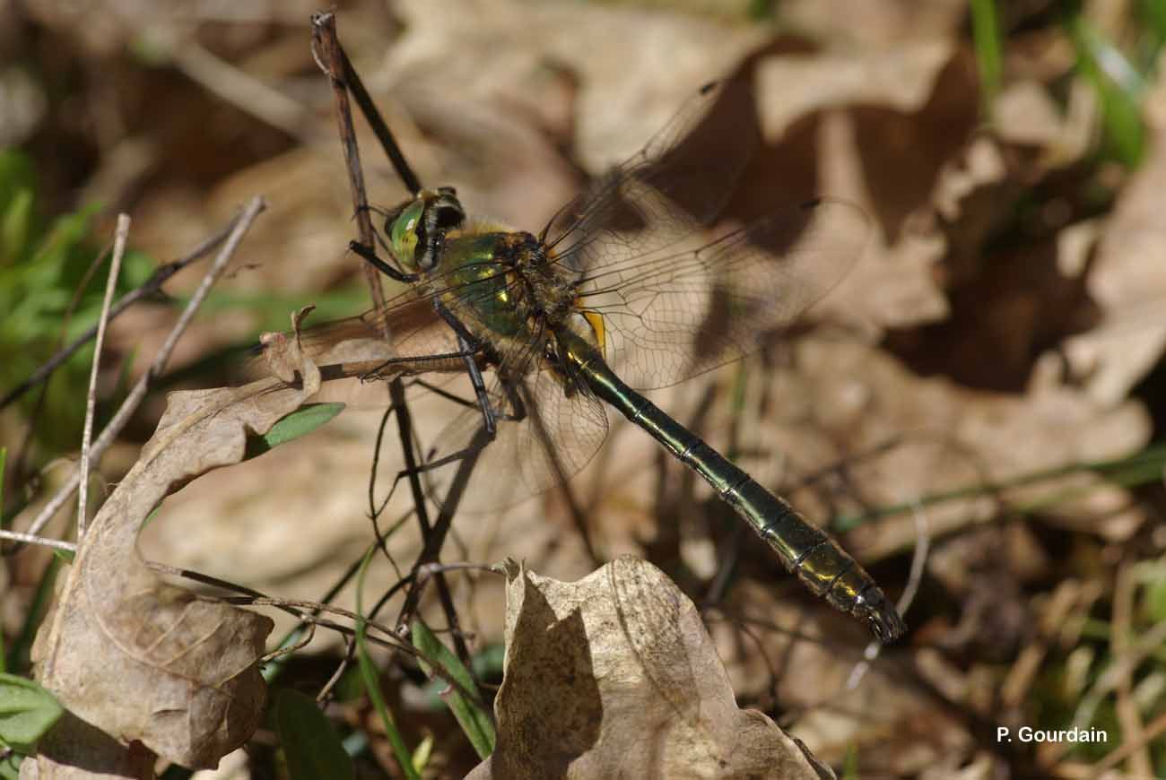 Image of Downy Emerald