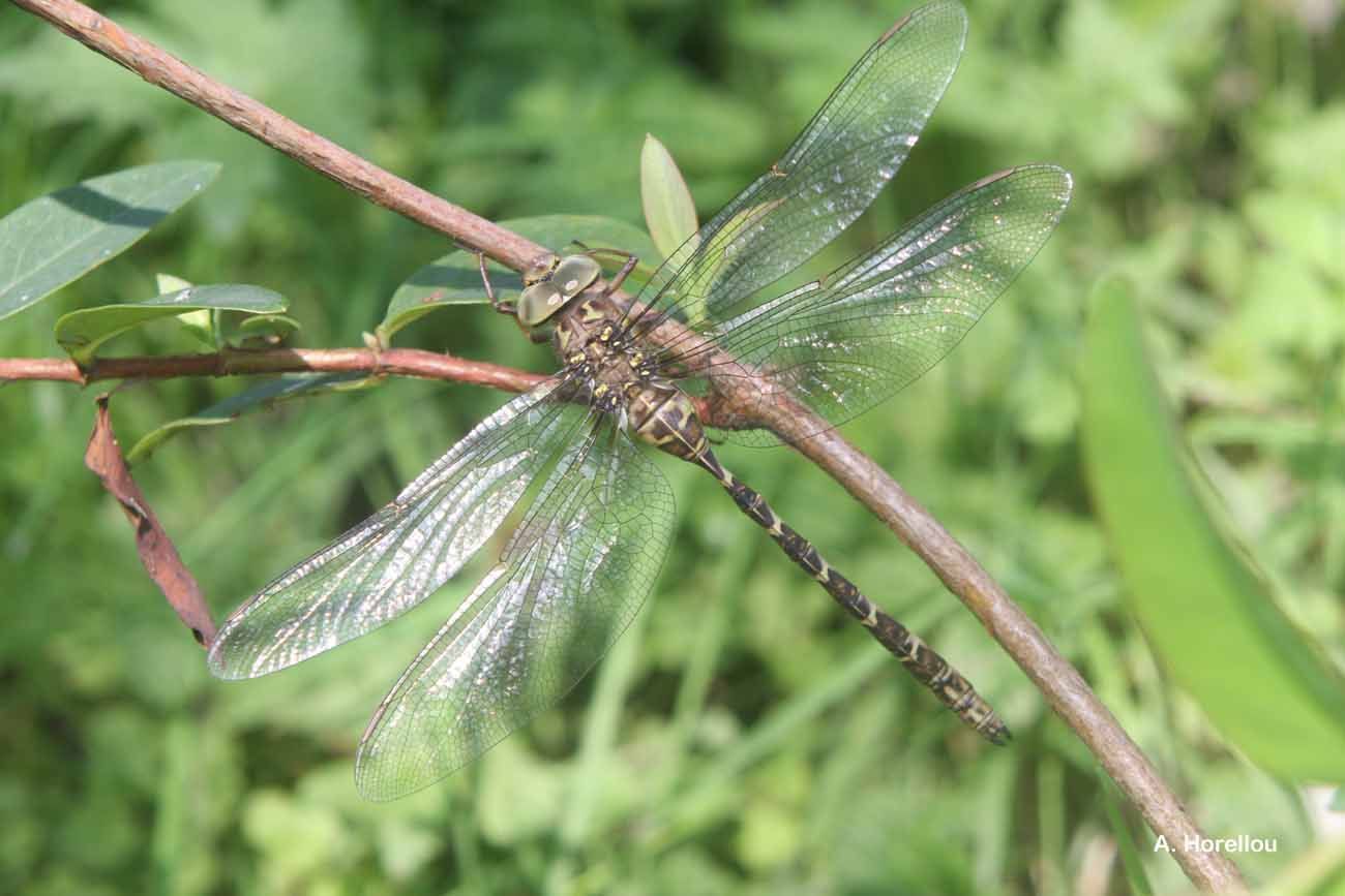 Image of Dusk Hawker