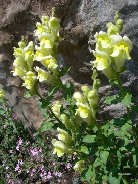 صورة Antirrhinum latifolium Mill.