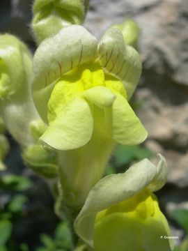 صورة Antirrhinum latifolium Mill.