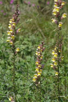 صورة Antirrhinum latifolium Mill.