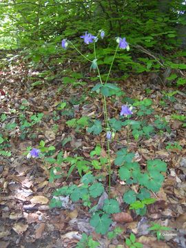 Imagem de Aquilegia vulgaris L.