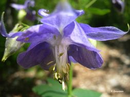 Plancia ëd Aquilegia vulgaris L.