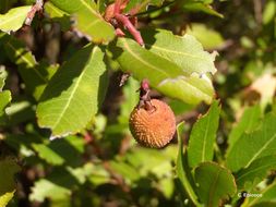 Image of strawberry tree