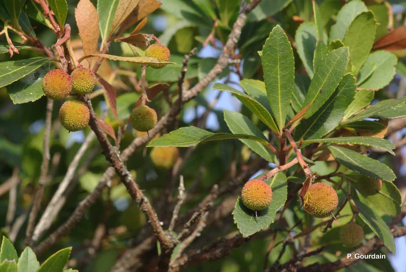 Image of strawberry tree