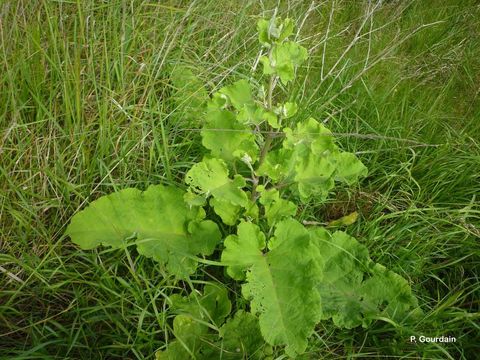 Imagem de Arctium lappa L.