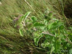 Image of common burdock