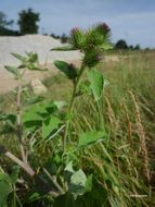 Image of common burdock