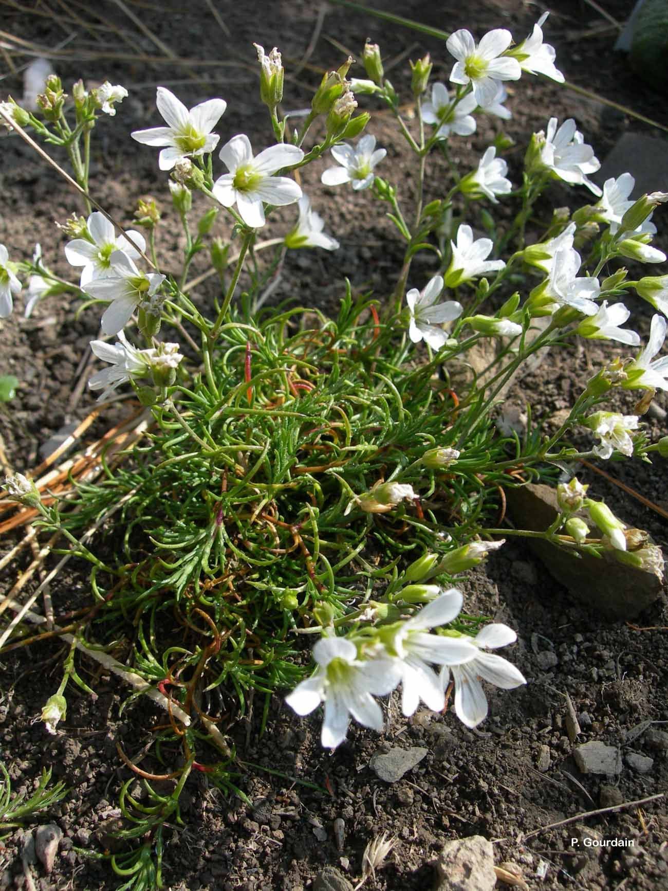 Image of Arenaria grandiflora L.