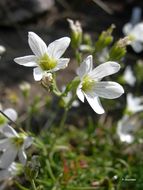 Image of Arenaria grandiflora L.