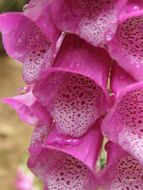 Image of Foxglove