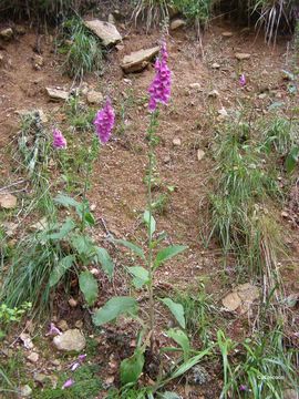 Imagem de Digitalis purpurea L.