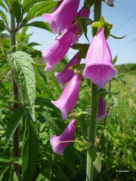 Imagem de Digitalis purpurea L.