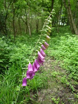 Imagem de Digitalis purpurea L.