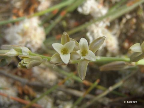 Plancia ëd Dipcadi serotinum (L.) Medik.